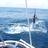 Marlin